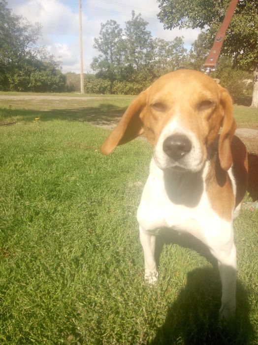 Вязка срочно Естонська гончая