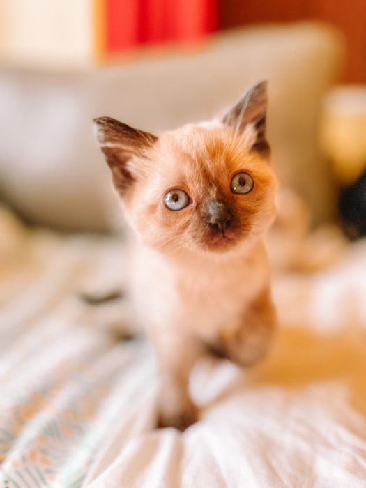 Gatinhos siamês bebes