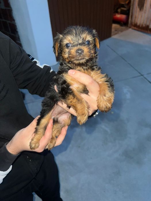 Yorshire macho espetacular