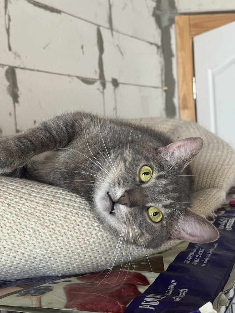 Котик в добрі руки
