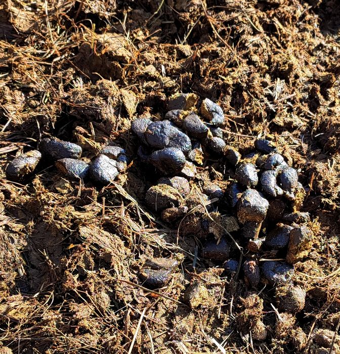 Obornik koński super jakość premium nawóz ekologiczny