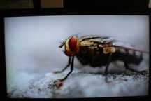 Telewizor Panasonic 65" DVB-T2 1200hz obraz kryształ!!! 4K PRO Studio