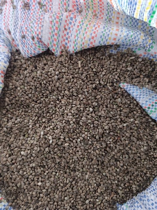 Konopie dla gołębi i ptaków, papuga kanarek .