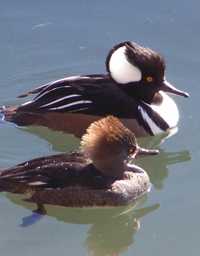 Patos ornamentais