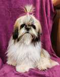 "> śliczne 6-miesięczne SHIH TZU suczka - maść tricolor
