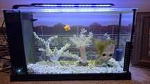 Aquario fluval 19 litros EVO - água salgada