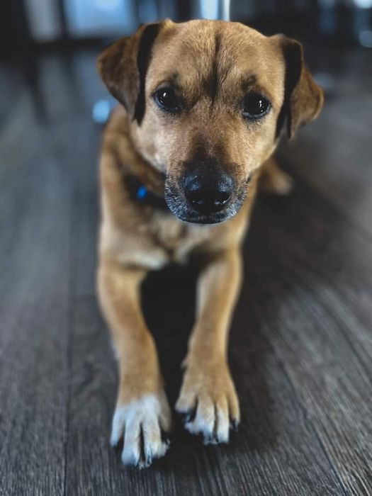 Zgubiono psa SKRZESZEWO