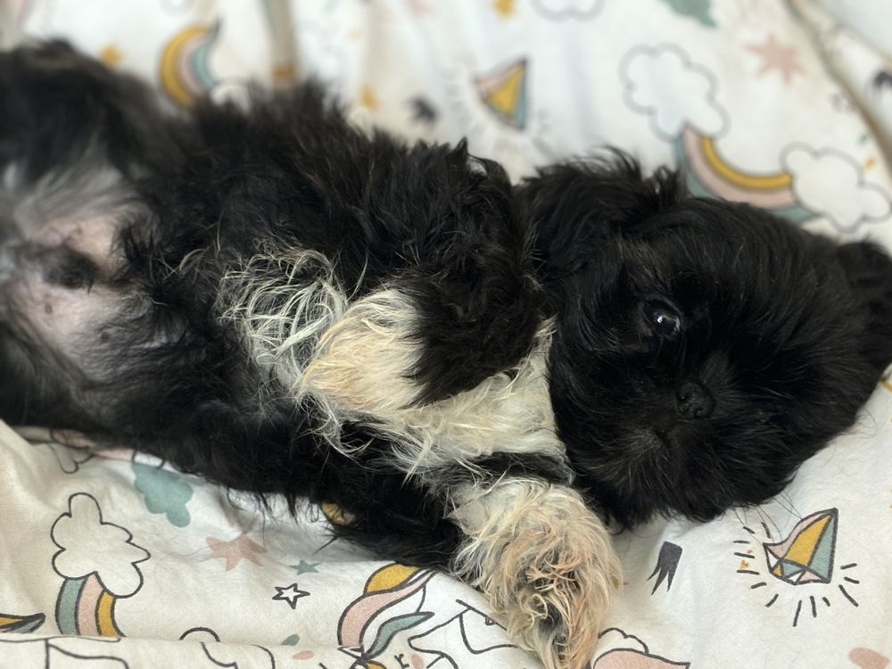 Piesek czarny shih tzu