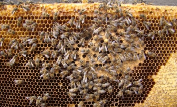 Продам бджіл родинами