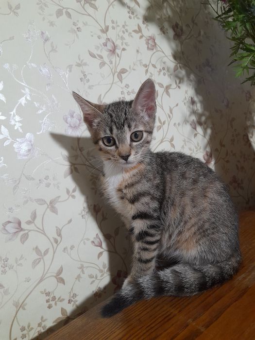 Кошеня шукає родину