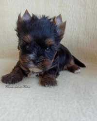 York Piesek Yorkshire Terrier