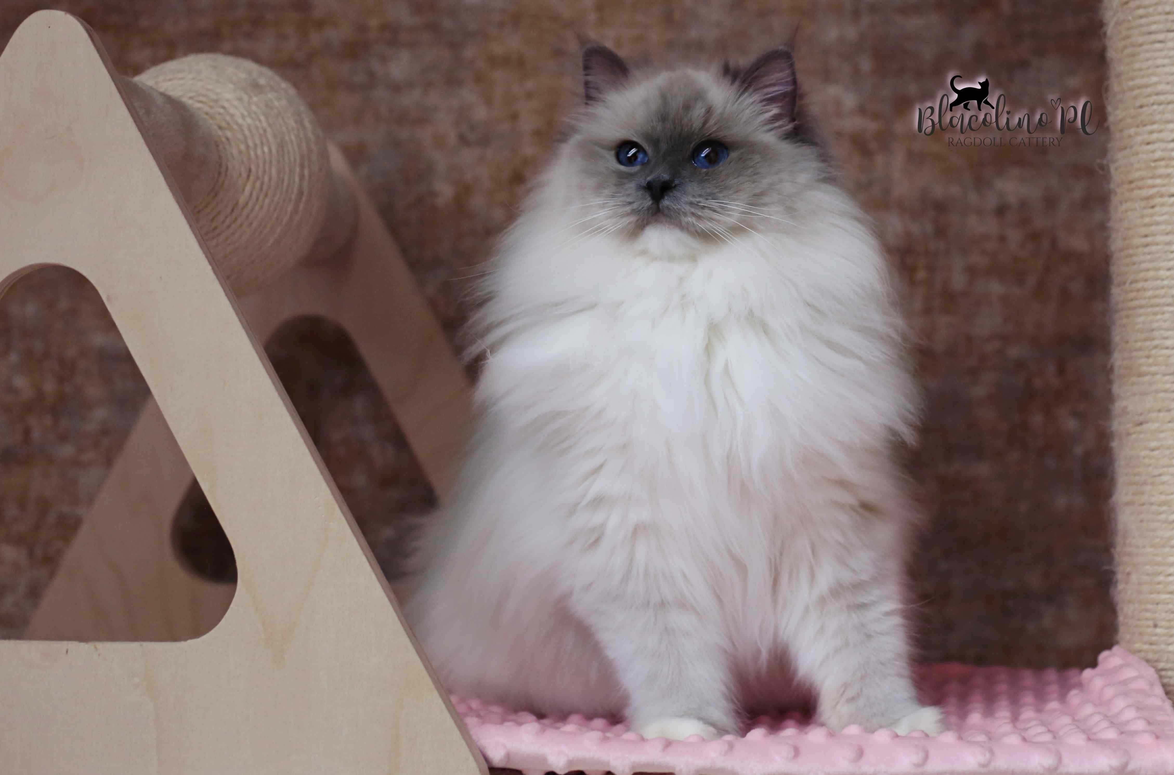 Rezerwacja RAGDOLL kotka do hodowli i na wystawy BLUE mitted, rodowód