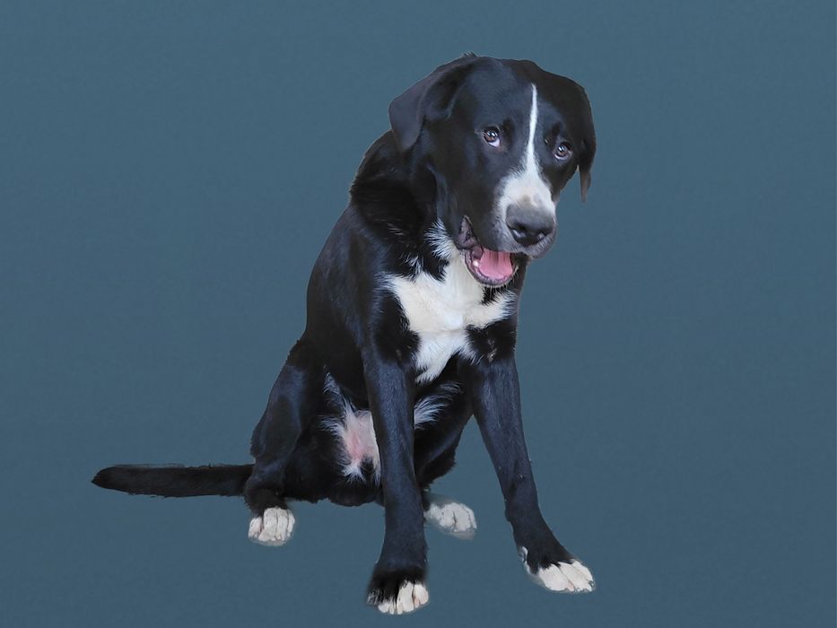 Мальчик  метис двух пород