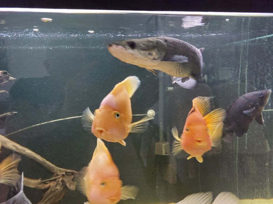Arapaima Gigas sprzedam