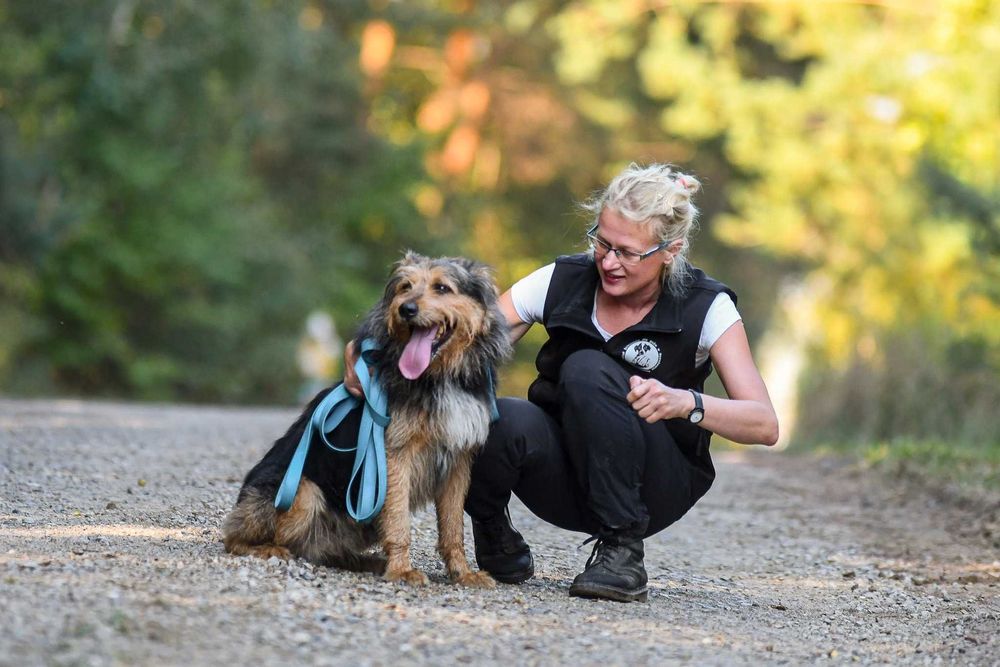 ROZAR młody piękny pies w typie teriera do adopcji