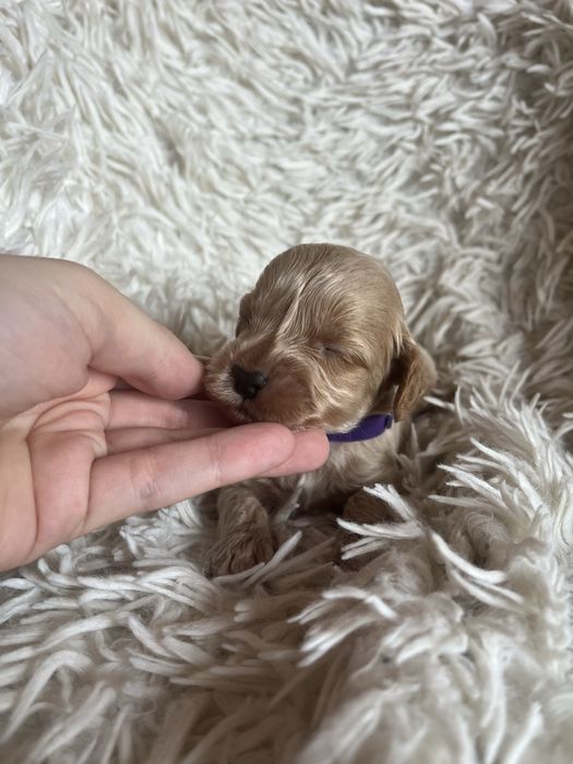 Piesek cockapoo mama cocker spaniel tata pudel toy badania genetyczne