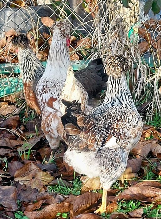 Czubatka staropolska,  jaja lęgowe