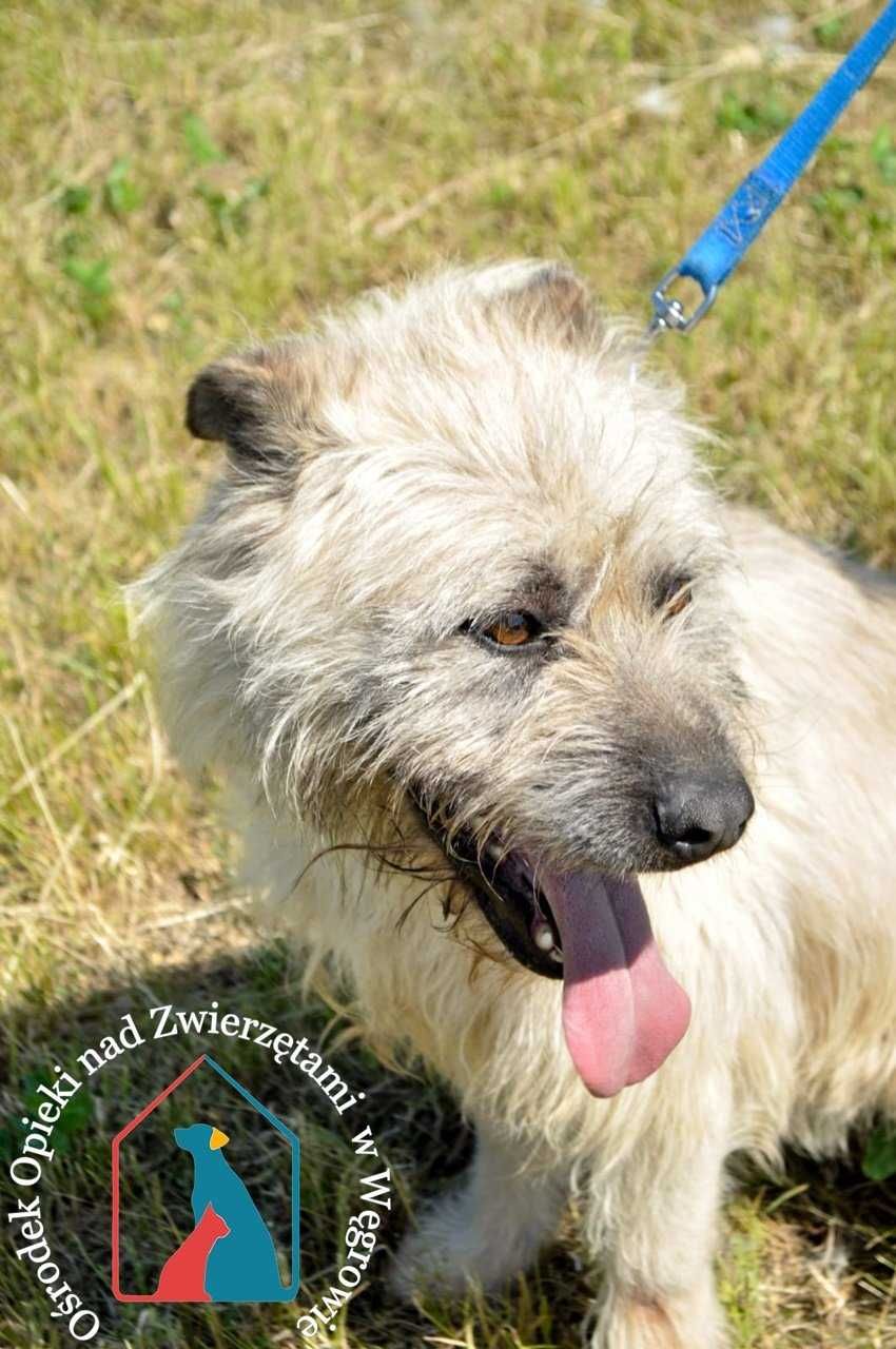 Kocha ludzi i życie, wesoła, piękna sunia - czy doczeka się adopcji?