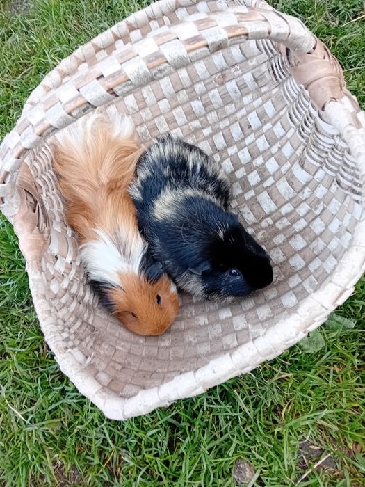 Świnki morskie para.