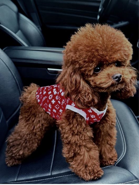 Вязка той пудель тикап Китай