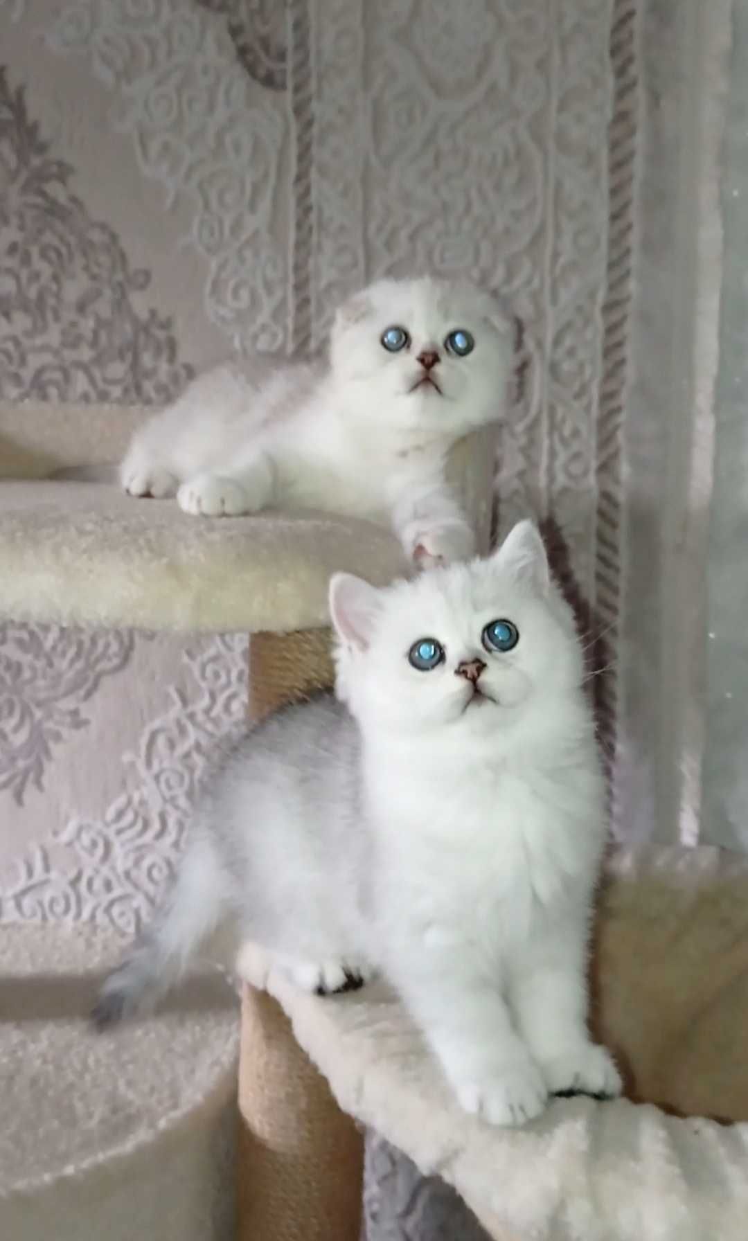 Срібна шиншила фолд