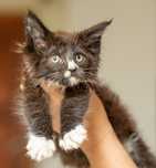 Kocurek maine coon