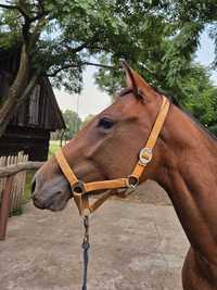 Klacz AQH AQHA American Quarter Horse 2 , 5 roku