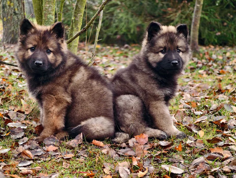 Mocna Wilczasta suczka! OWCZAREK STARONIEMIECKI Gotowa do zmiany domu!