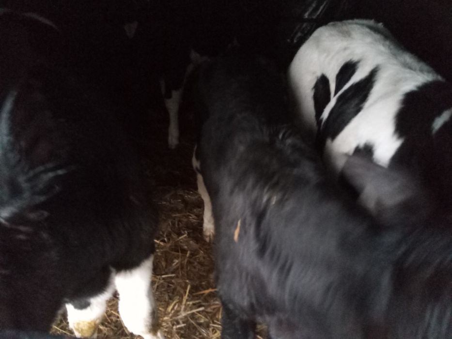 Sprzedam byczki mieszańce