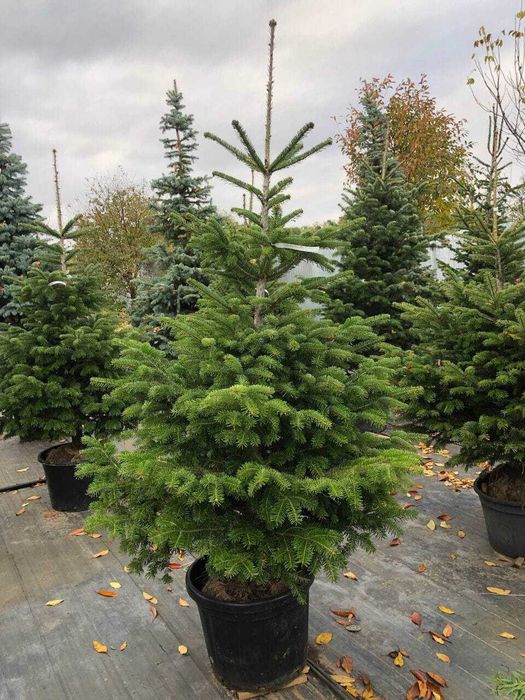 Новорічна Ялиця Нордмана, 160-180 см. Ялинки в горщиках