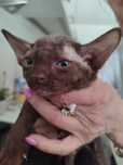 Devon rex  kocurek czekoladowy