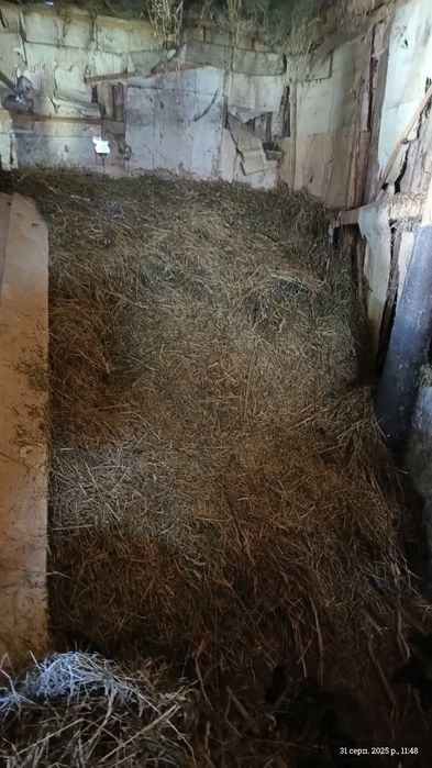 Сіно сухе для підстилки.