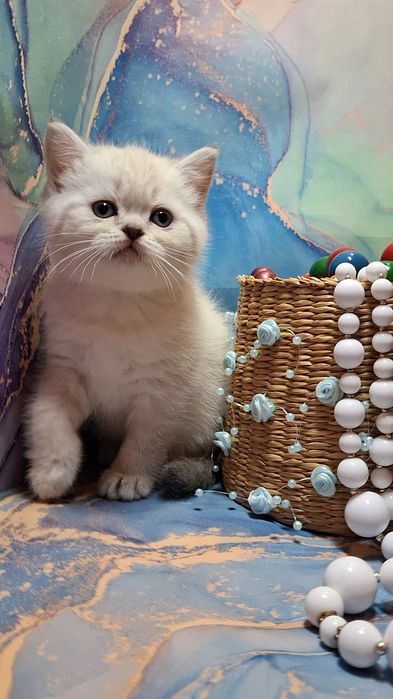 Шотландские короткошёрстные котята