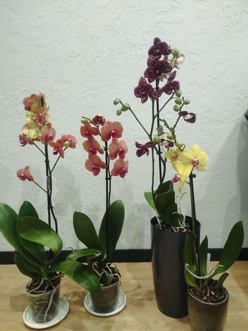 Орхідеї (дикий кіт, будда, каскад, вайлент квін, бігліп, мультіфлора)