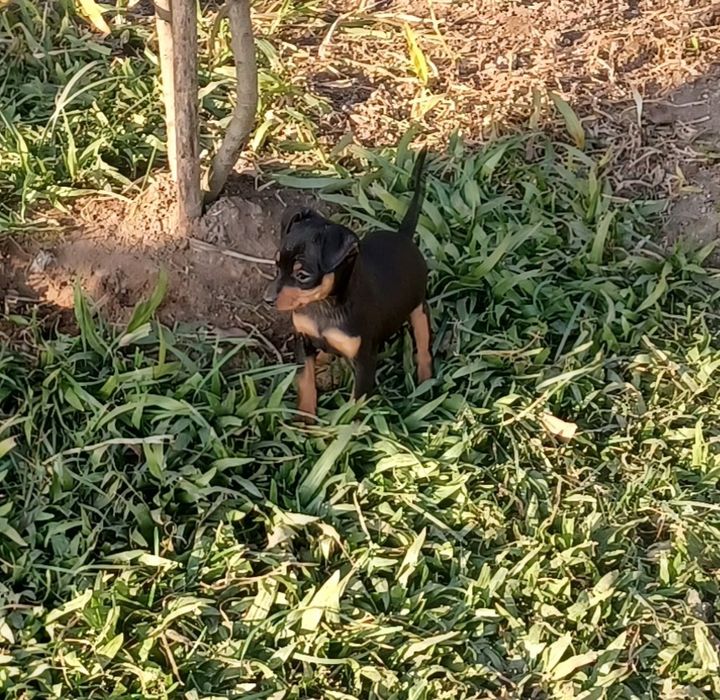 Macho pinscher miniatura