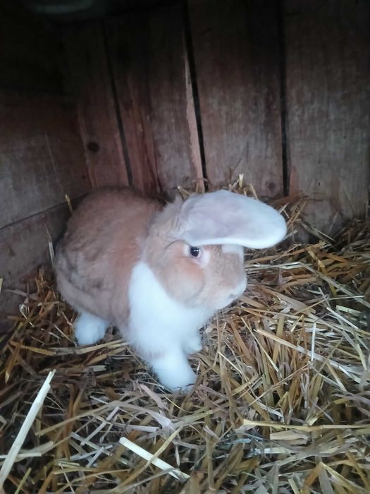 Sprzedam Króliki