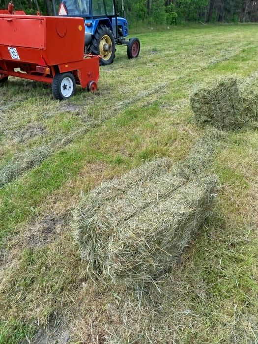 Siano, kostka, świeże