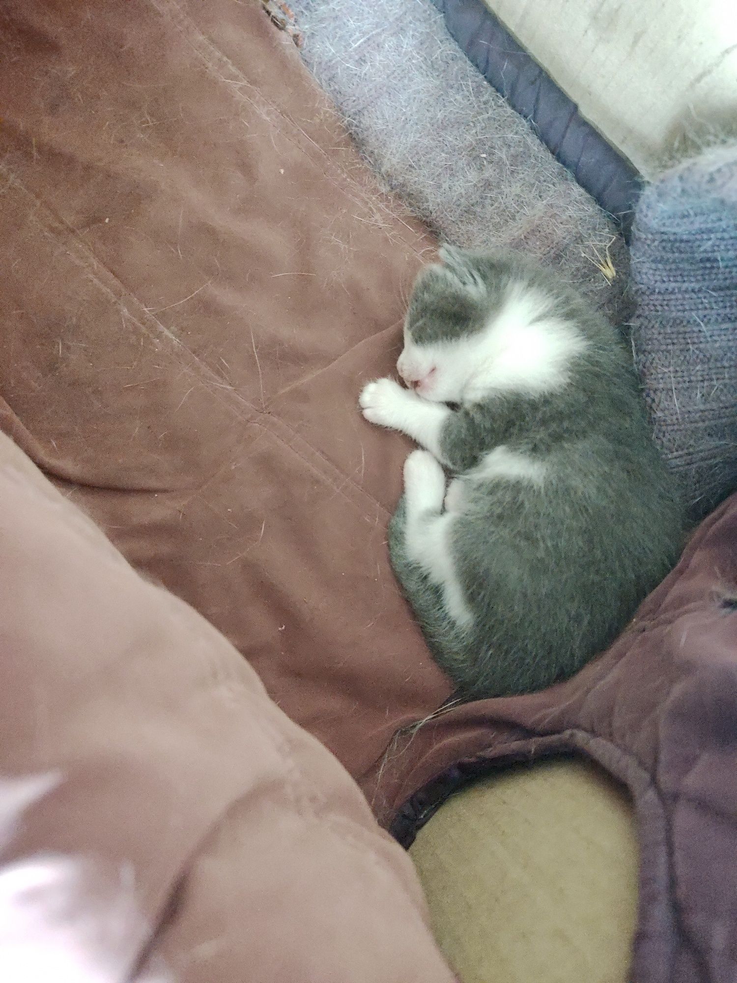 Котенок маленький
