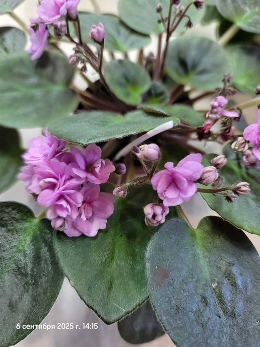 Фіалки міні та трейлери