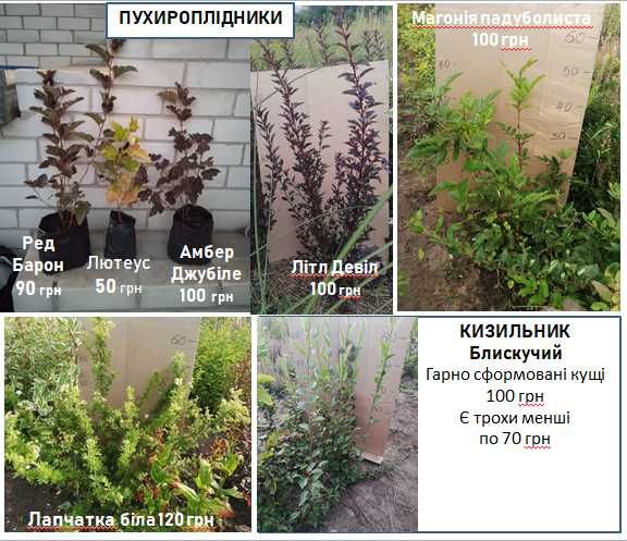аморфа верби бірючина пухироплідники дерени горобинник калина