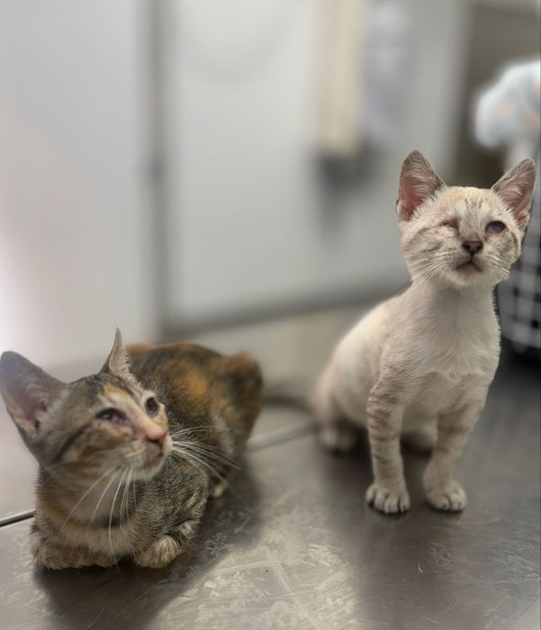 Duas gatas - para adoção