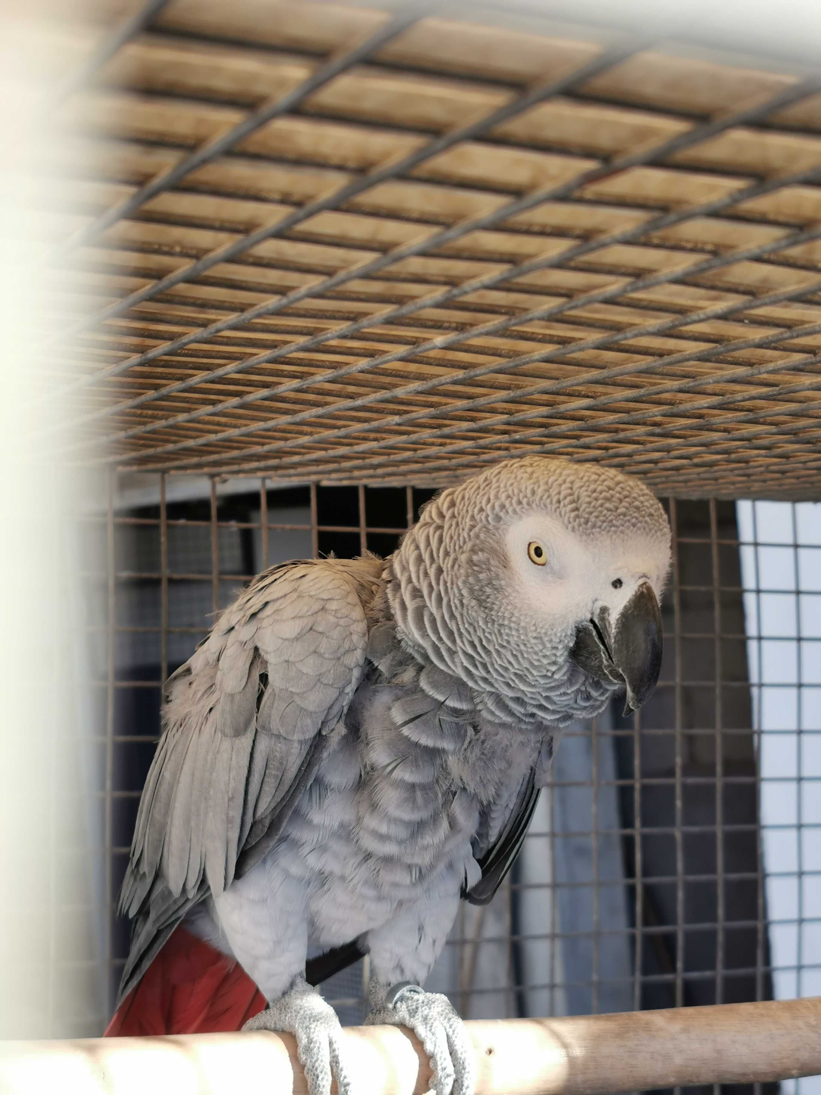 Papagaio Amazona Aestiva e papagaio cinzento
