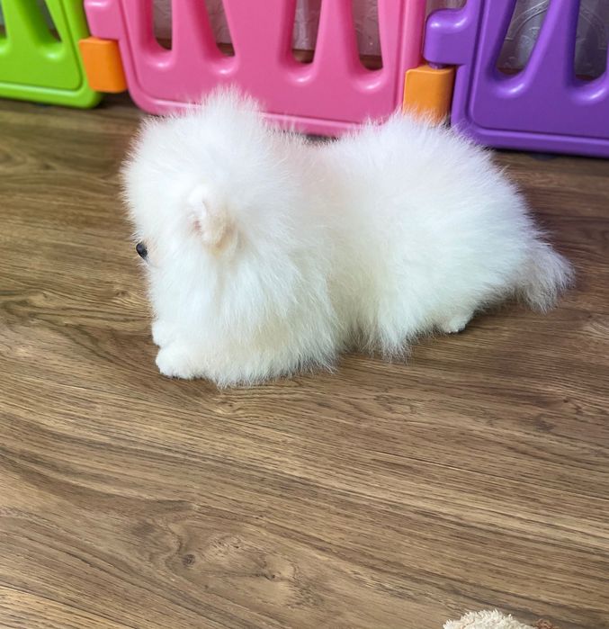 Мальчики мишки белые  Померанские!