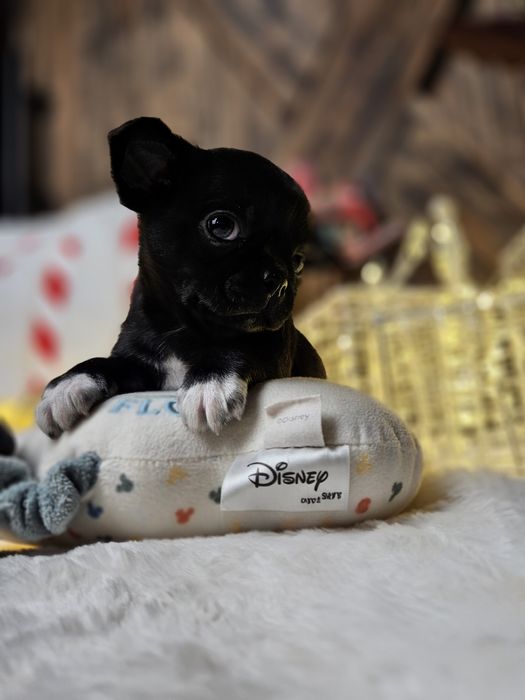 Chihuahua chłopczyk