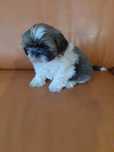 Sprzedam suczkę rasy Shih Tzu.