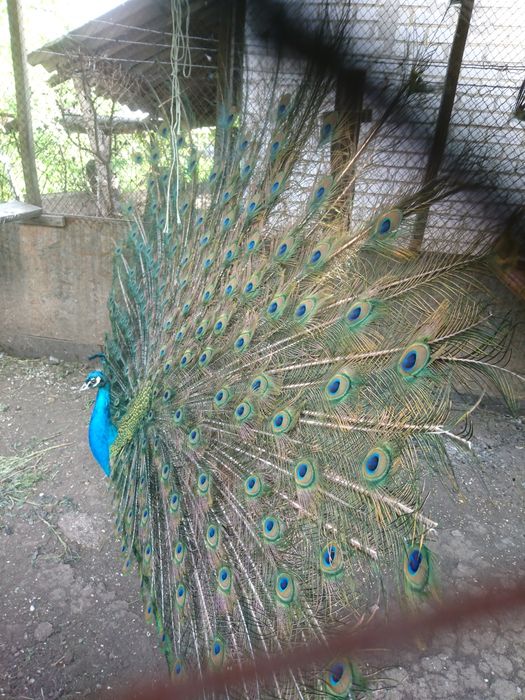 Очень красивая птица