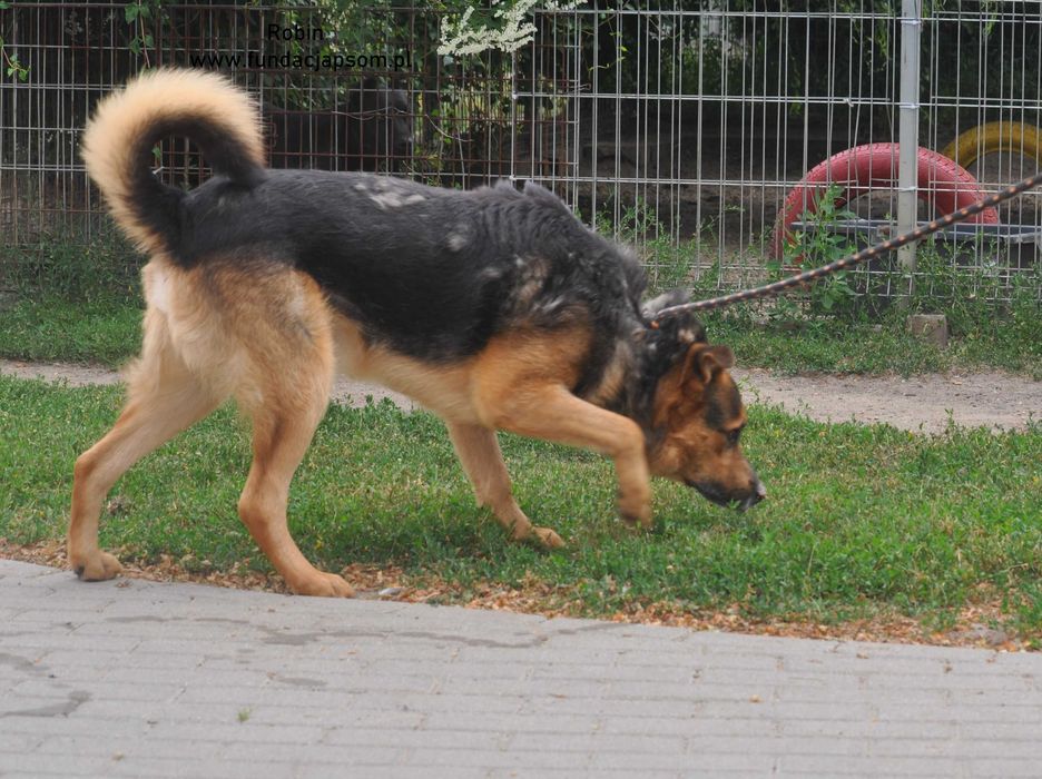 Robin- nasz seniorek szuka domku