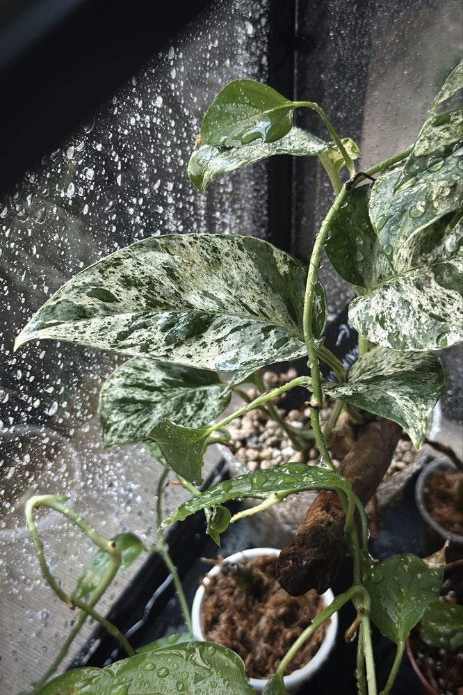 Epipremnum pinnatum variegata ‚Marble King’ - kolekcjonerskie Epi