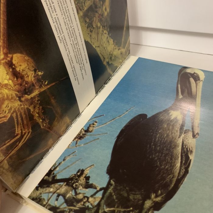 Жак Ив Кусто Сюрпризы моря