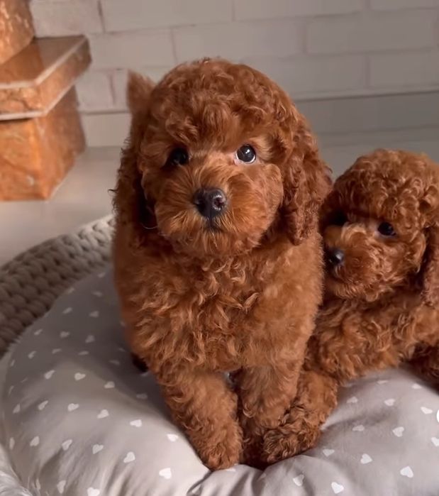 Той пудель гарні малюки